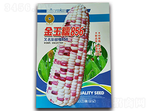 金玉糯856-玉米種子-華為種業